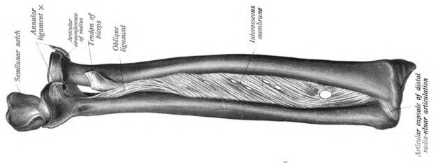 Diagram showing radius and ulna, the interosseous membrane between them as well as the paoximal and distal radioulnar joints