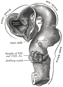 cephalic flexure