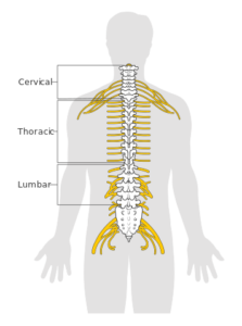 Diagram of the spinal cord brain anatomy