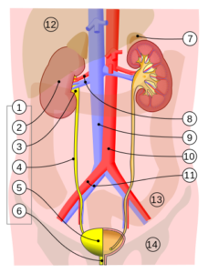 urinary-system