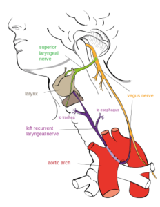 recurrent laryngeal nerve