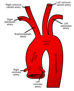  aorta