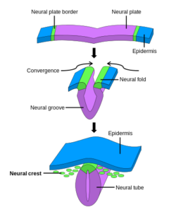 neurulation