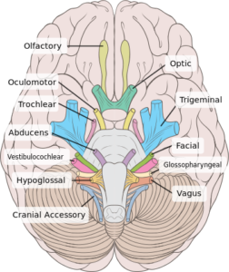 origin of the cranial nerves