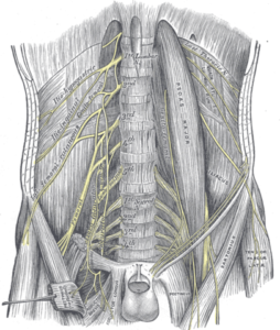 lumbar plexus and its branches gray823