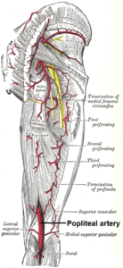 Popliteal-artery-lower-limb-anatomy