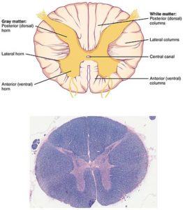 Spinal cord cross section