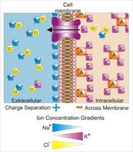 basis of membrane potential