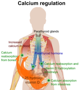 calcium regulation