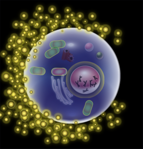 human egg cell diagram
