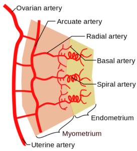 uterine arterial vasculature