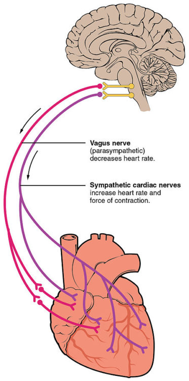 Automatic Innervation of the heart