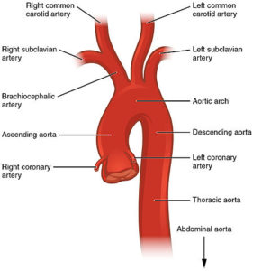 Arch of the aorta