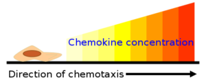 quimiotaxia de concentração de quimiocinas