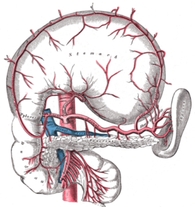 celiac artery gray533