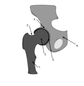 Ball and Socket Joint (Hip joint)