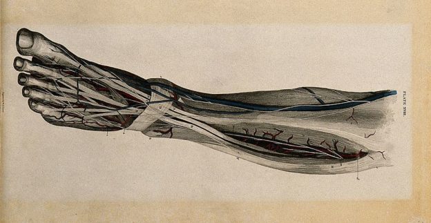 Leg and foot: dissection, with blood vessels and nerves indicated in red and blue.