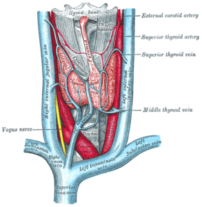 Thyroid gland Gray's Anatomy