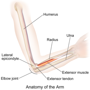 Anatomy of the Arm | The Lecturio Online Medical Library