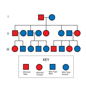 Autosomal Dominant Pedigree Chart