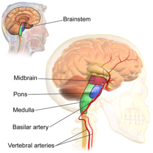 Brainstem-vertebral-artery