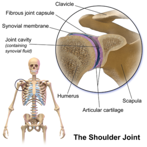 shoulder joint