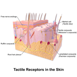 skin tactile receptoren