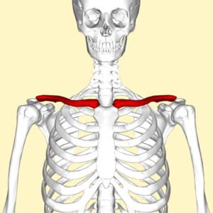 Diagram identifying the two clavicles between the sternum and the upper limbs