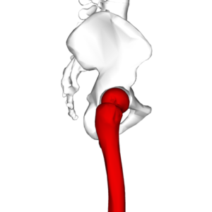 Femur lateral view