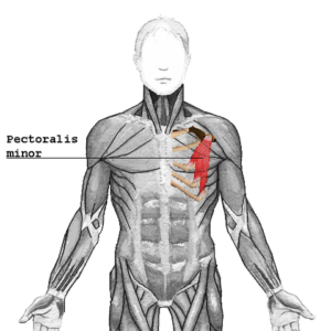 location of pectoralis minor