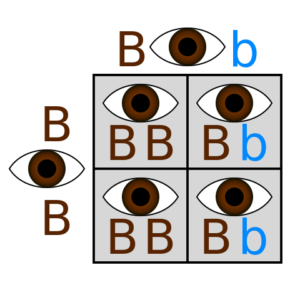 Punnett square eye color genetics