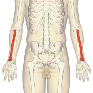 diagram identifying radius of both forearms