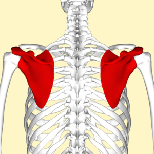 Image identifying the posterior surface of the scapula
