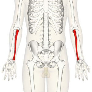 diagram identifying the ulna of both forearms