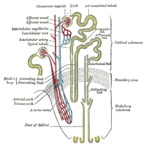 Renal tubule
