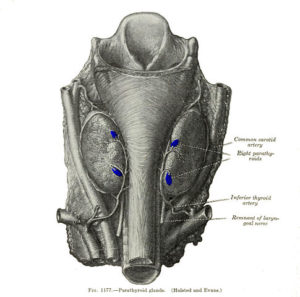 Parathyroid glands
