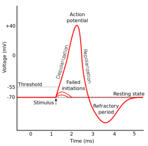 action potential