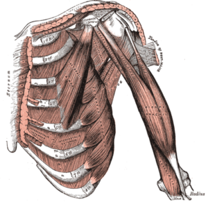Deep front muscles of the arm Deep front muscles of the arm