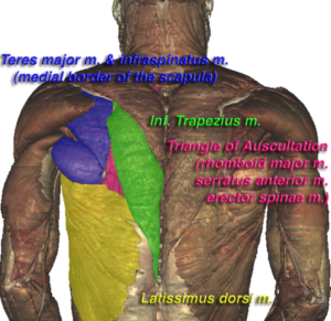 Triangle of auscultation