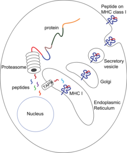 MHC_Class_I antigen processing