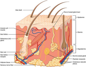 Structure_of_the_skin