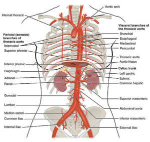 thoracic abdominal arteries