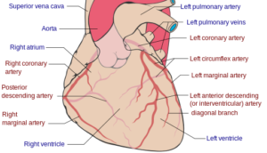 The arterial supply of the heart (anterior view)