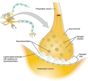 chemical synapse