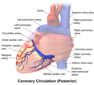 coronary vessels posterior view