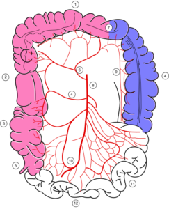 colonic blood supply