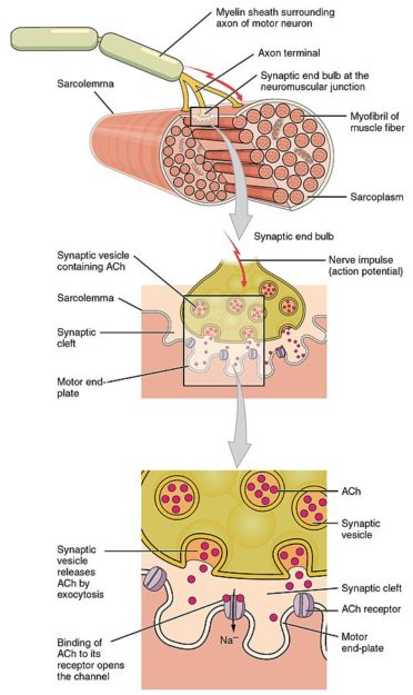 Motor end plate and Innervation