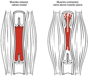 Effect of skeletal activity on venous return and valves.