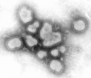 influenza a virus