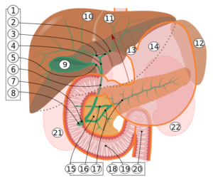 biliary system